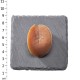 南非吉品鮑 40頭 (150克/4兩) 南非吉品鮑 40頭 (150克/4兩)
