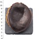 南非溏心乾鮑 3~4頭 (600克/一斤/16兩) 南非溏心乾鮑 3~4頭 (600克/一斤/16兩)